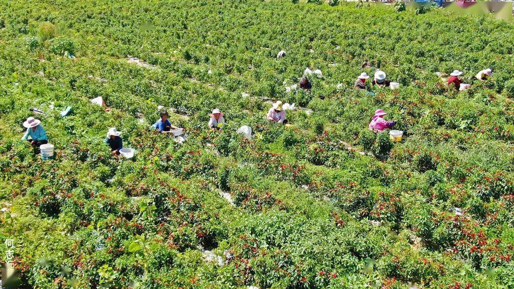 中国辣椒之都河南柘城