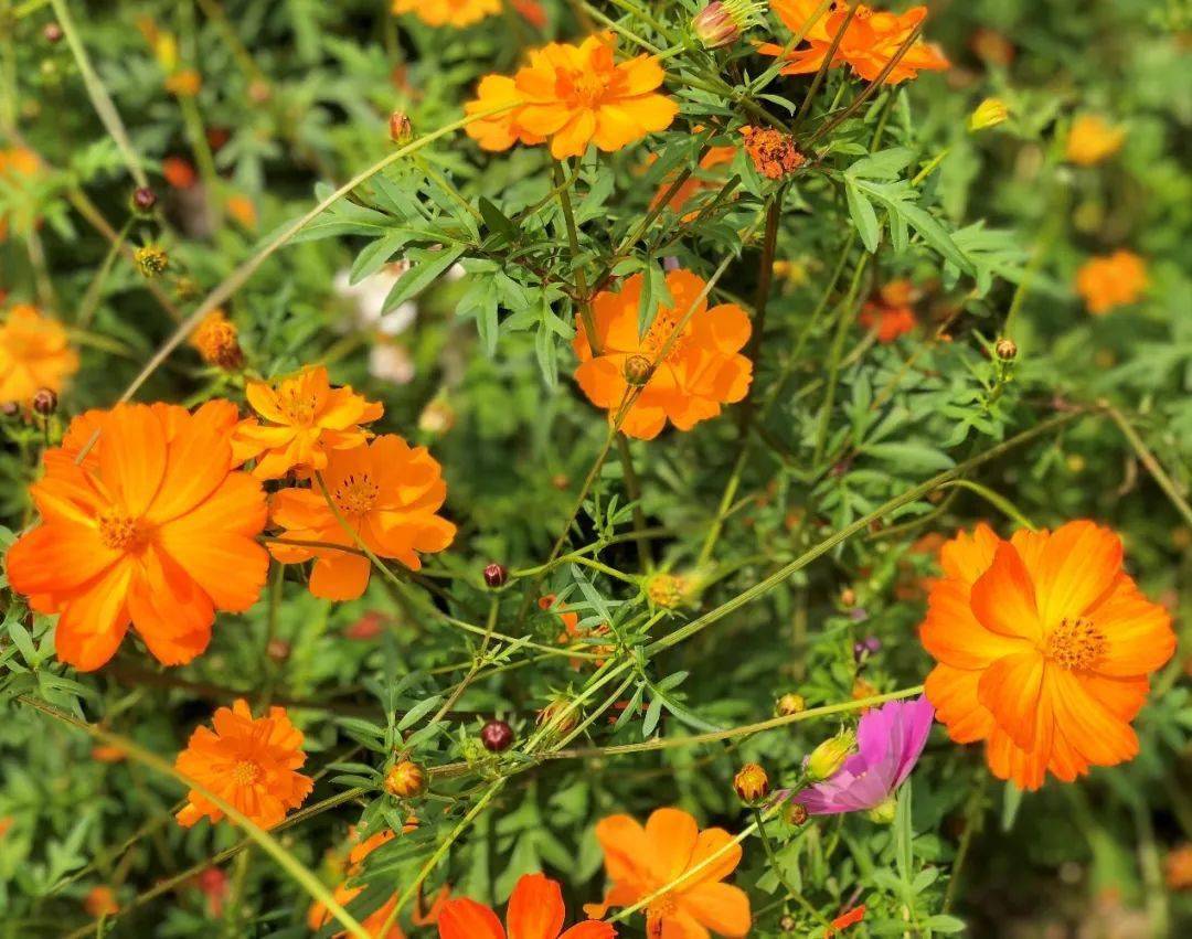 近5000平方米的金色花海带你一赏野性之美