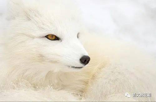 可刚走了几步,他听到了小白狐的哀叫,于是,又停了下来.