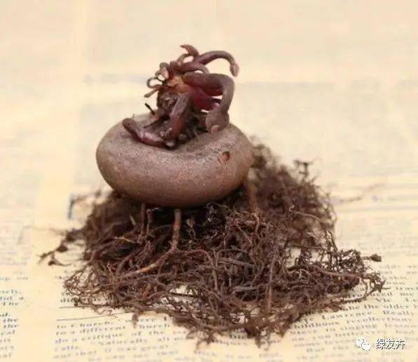 你家的仙客来种球是怎样储存的?