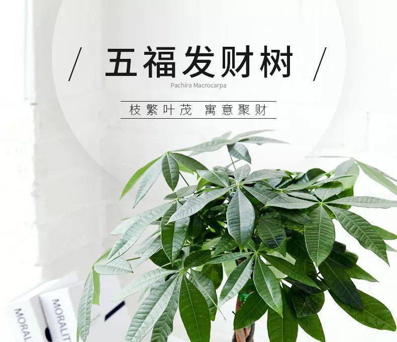 生肖属狗的人可以在客厅的财位摆放发财树,能够帮助你积聚钱财,让你