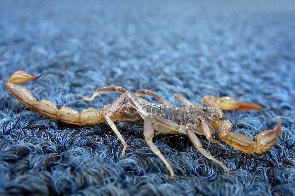 蝎毒能治心脏病?