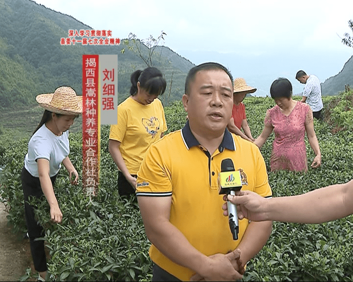 良田乡被省农业农村厅认定为"一村一品,一镇一业"茶叶专业镇