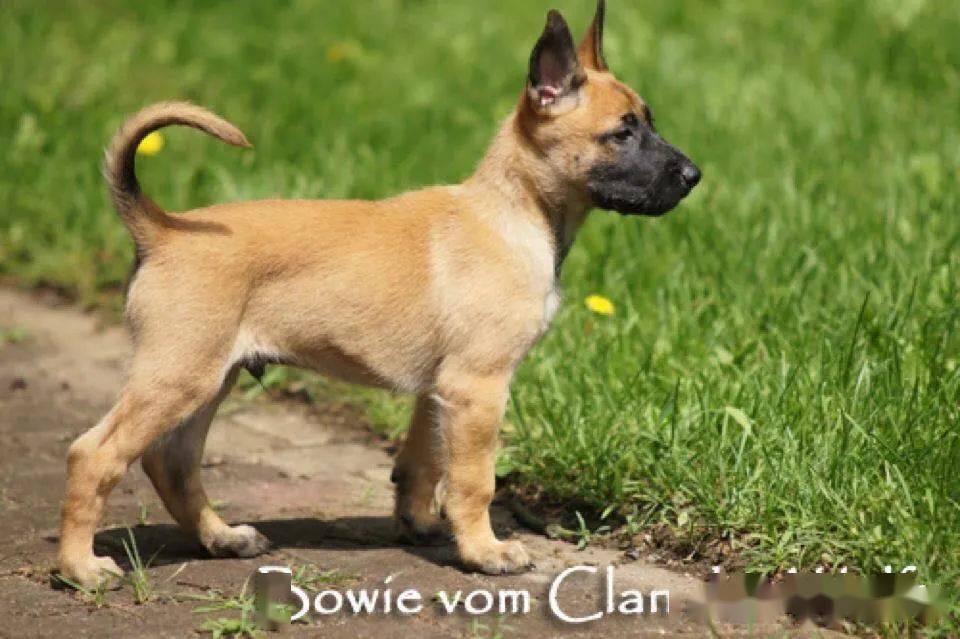 遍地都是小豹威有几条是正牌的