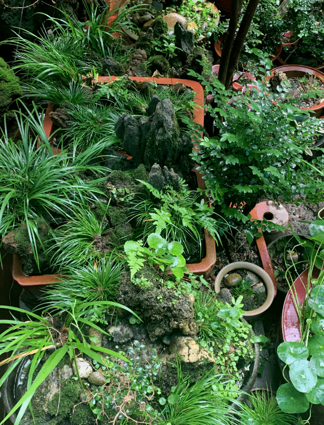 蒲友菖蒲盆景作品欣赏