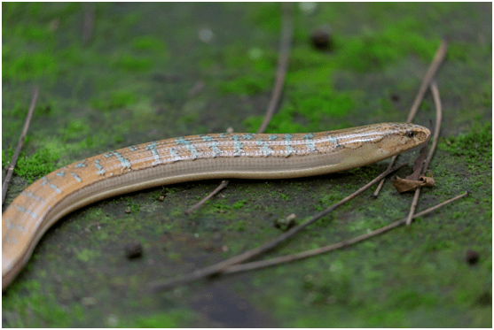 丽水发现没有腿的蜥蜴你见过吗