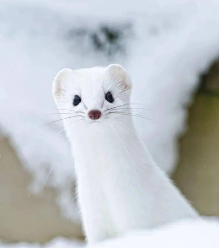 夏天的伶鼬身体是棕黄色的,冬天时它们会换上白色的保护色.