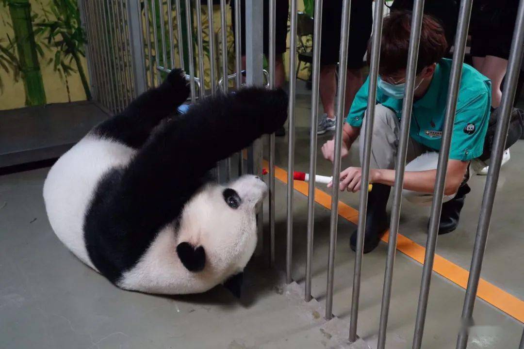 大熊猫秃顶上热搜,北京动物园启动了这项游园活动