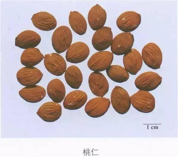 每日一味中药-桃仁_卵形