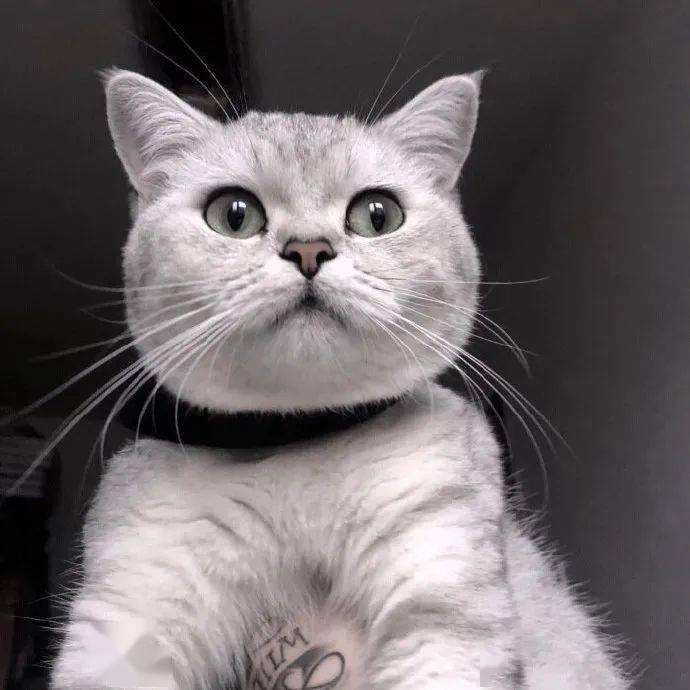 抖音头像做我男朋友我宠你