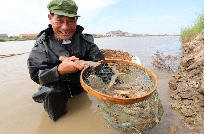 病害少,收益高,成功率高达90%,鱼虾混养新模式,哪些鱼可以与虾混养?