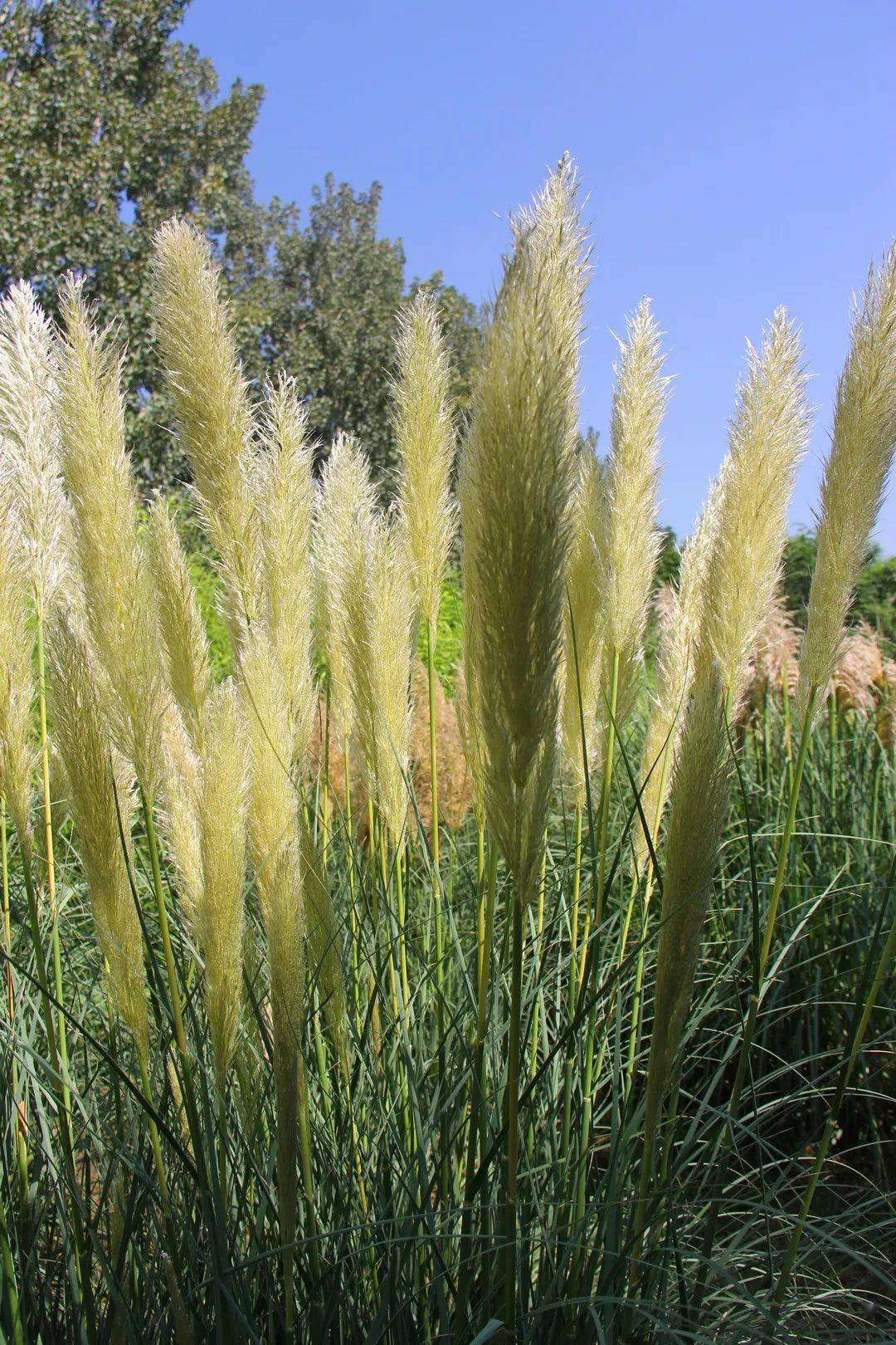 邛海湿地的蒲苇美景私藏了一波惊艳的秋色