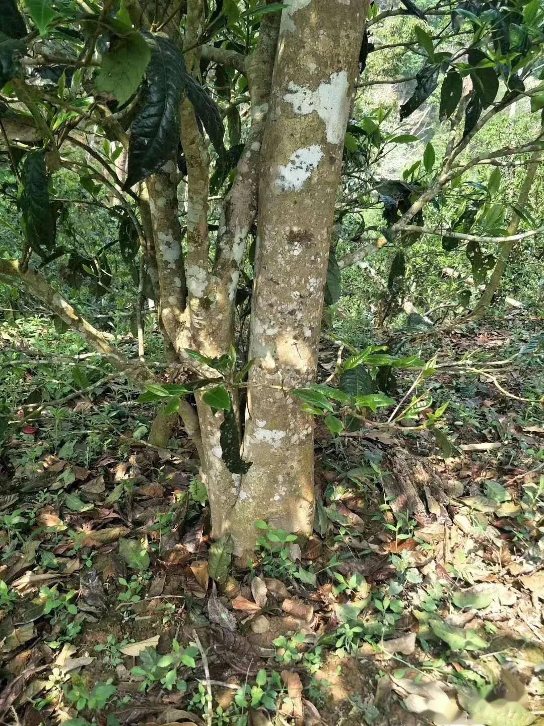 普洱茶之老班章古树茶特点及辨别