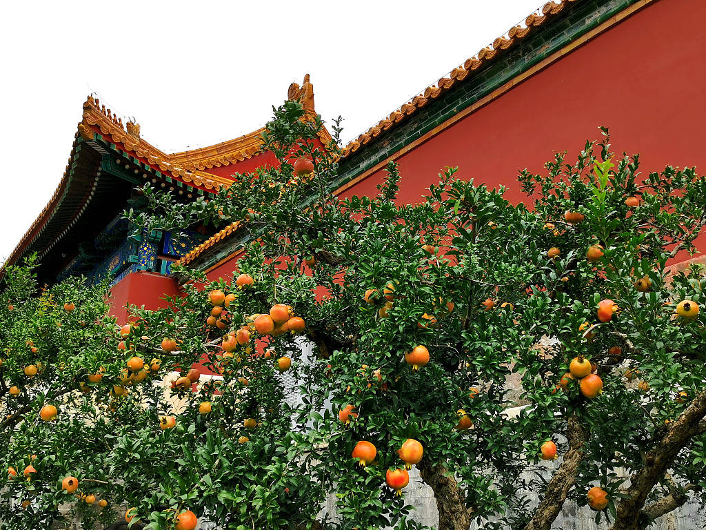 北京:故宫石榴成熟硕果累累秋色美