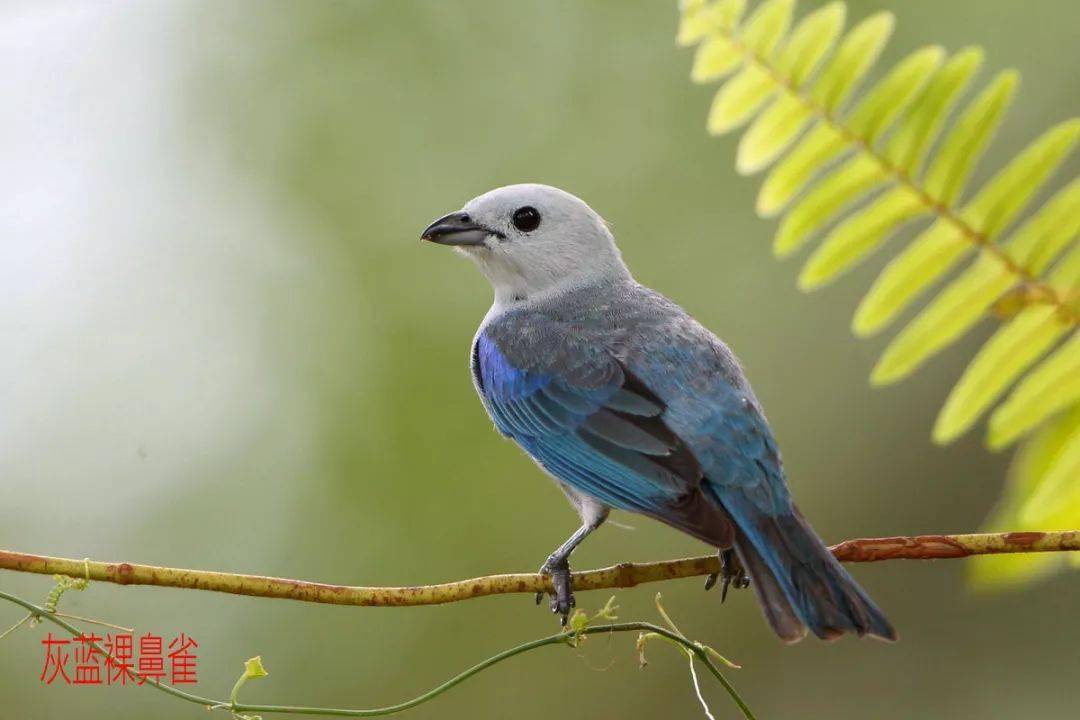 【鳥友匯】百雀爭鳴-哥斯達黎加的雀類