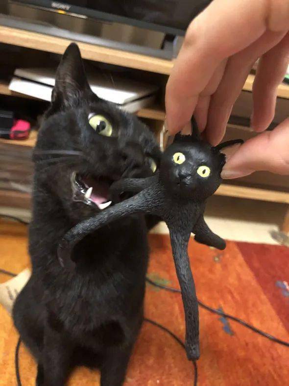 按猫的模样做了个手办,猫看后,却直接开咬,主人:我好难!_twitter
