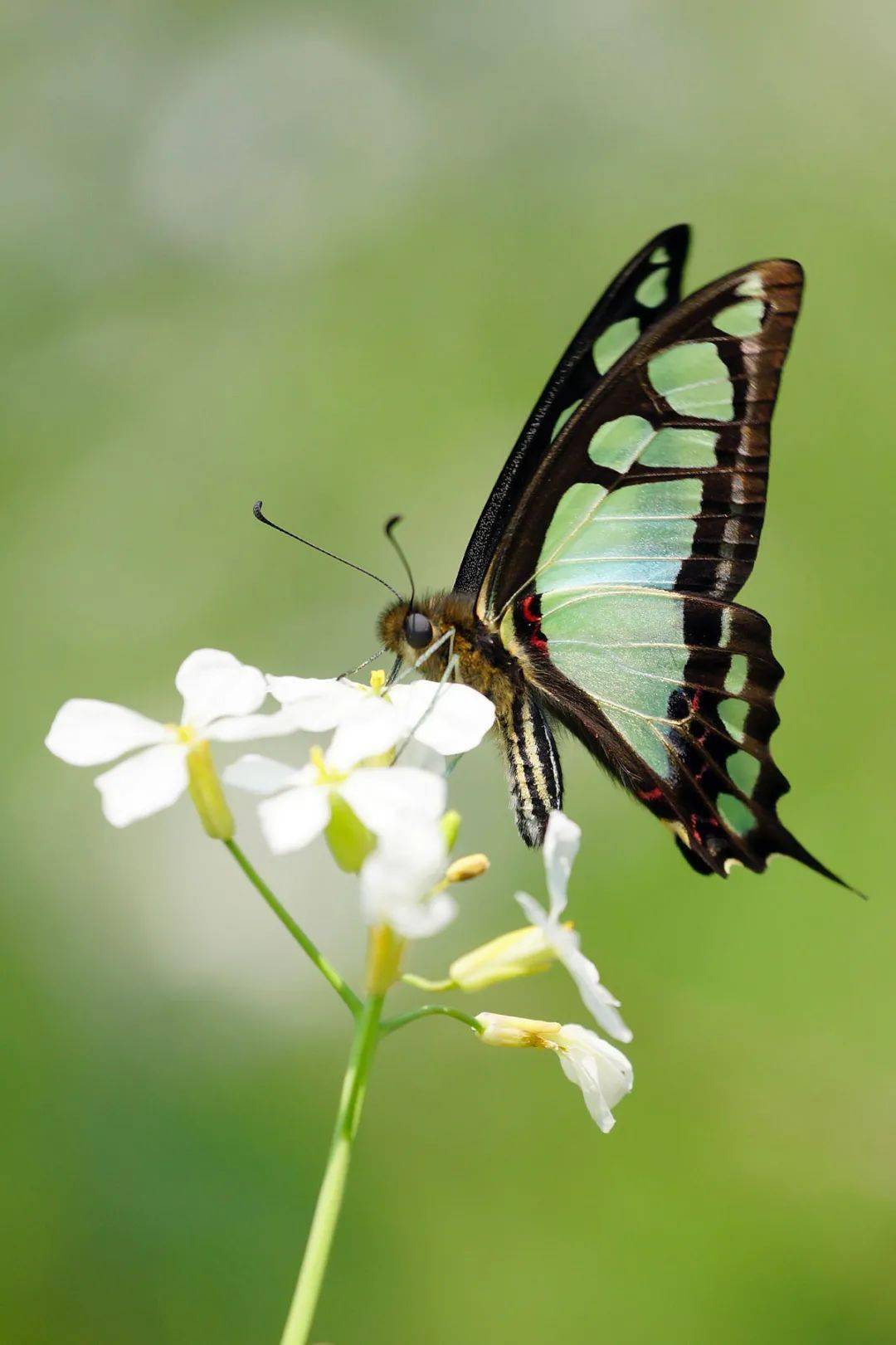 物种图册宽带青凤蝶