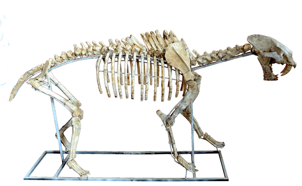 江雪说展品巴氏剑齿虎