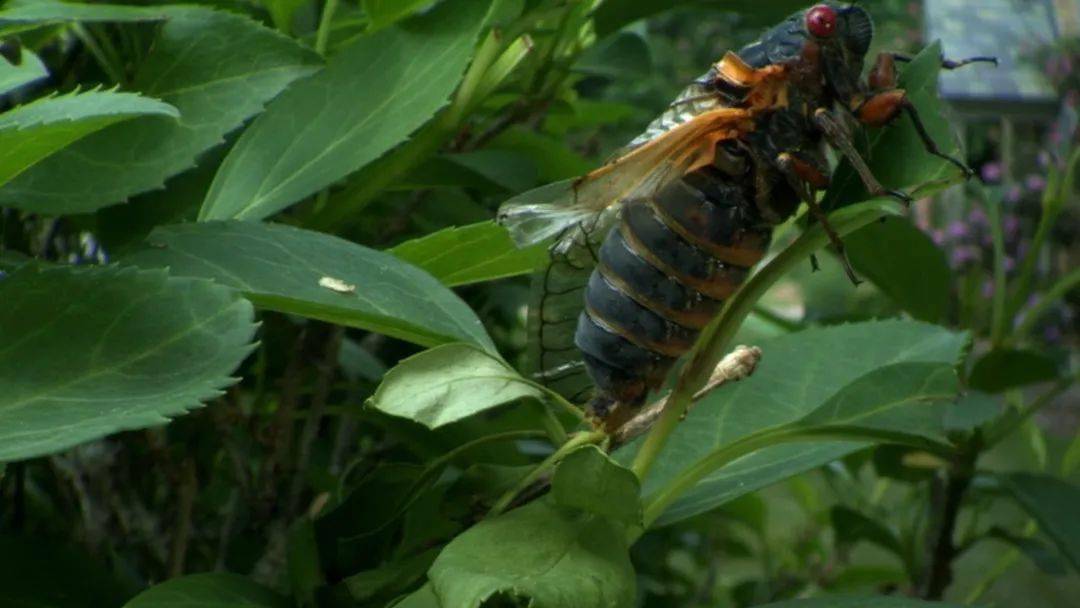 北方夏天最常见的黑蚱蝉