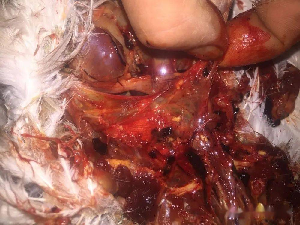 死亡率高达90%以上,很多鸽友还不重视_沙门氏菌