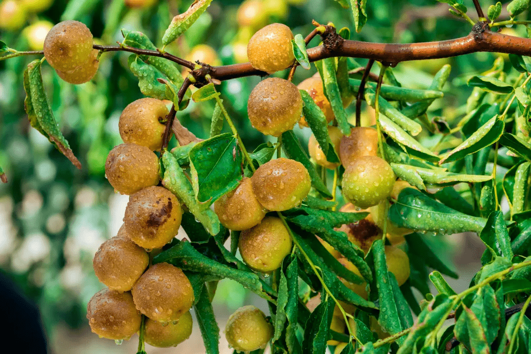 大荔冬枣新鲜开摘5斤只要88元顺丰包邮到你家