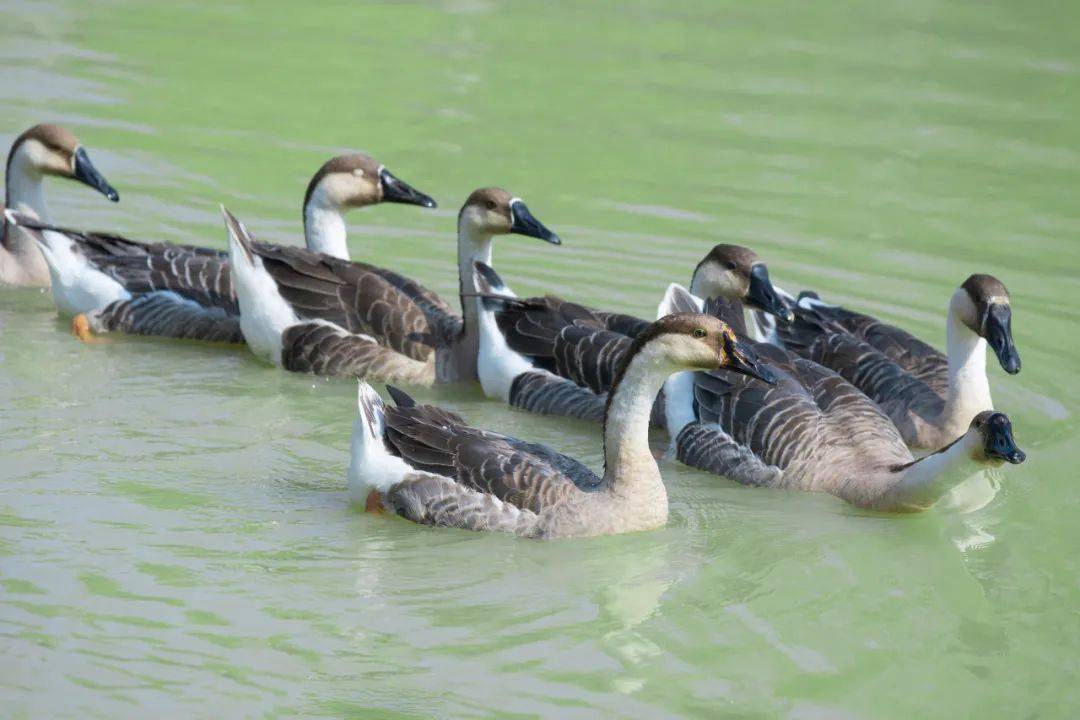可可爱爱,萌气十足 让人忍不住想凑近一些 高贵篇 鸿雁们用宽蹼无声地