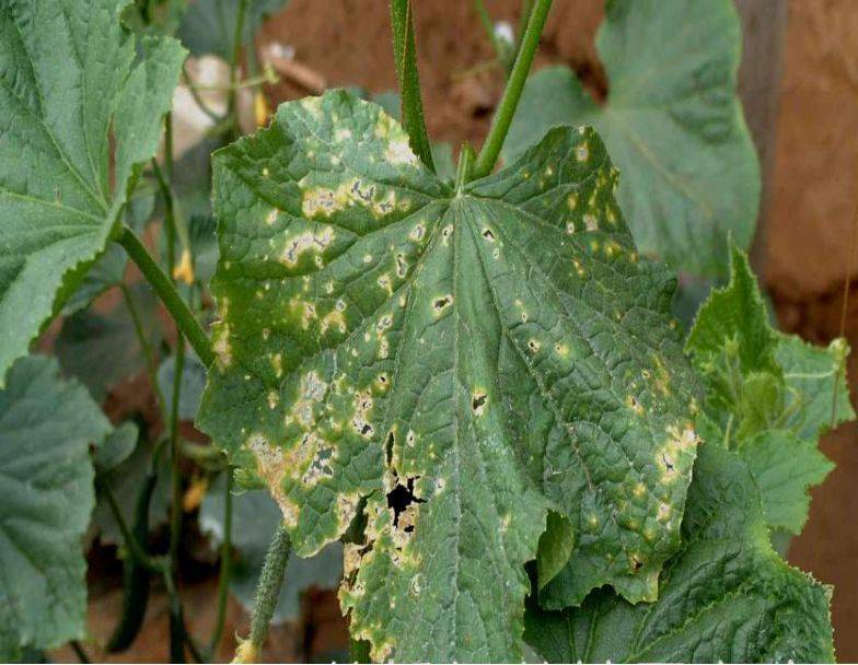 黄瓜病虫害实拍图片附【显微镜镜检图】_细菌性