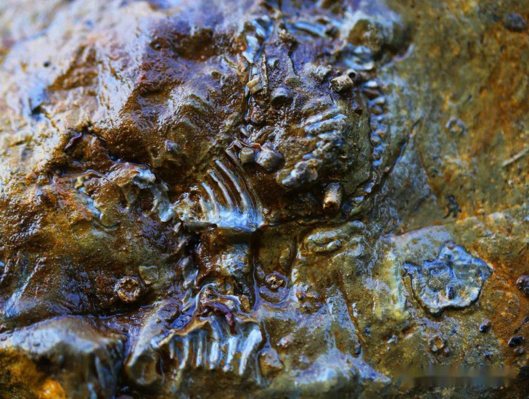 腕足类化石大理石图片