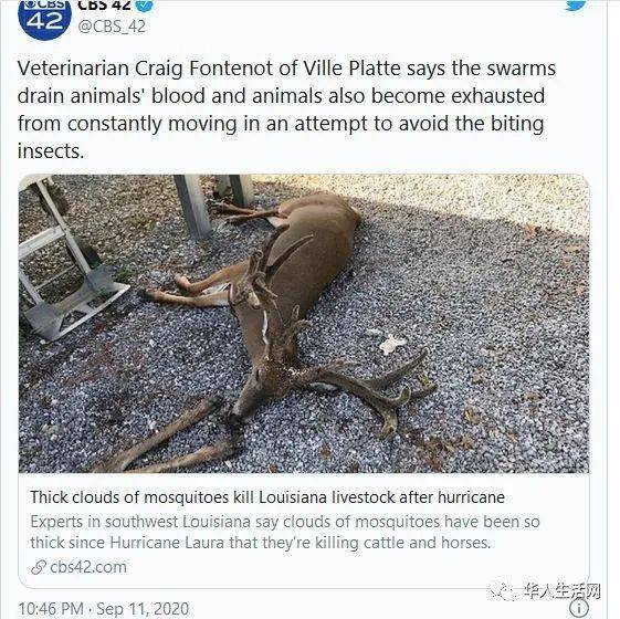 飓风过后蚊子突变异常凶猛吸血吸到数百牲畜死亡