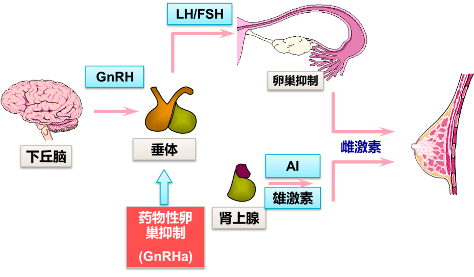 曼話乳癌丨雙管齊下療效顯著hr早期乳腺癌內分泌治療漸入加境