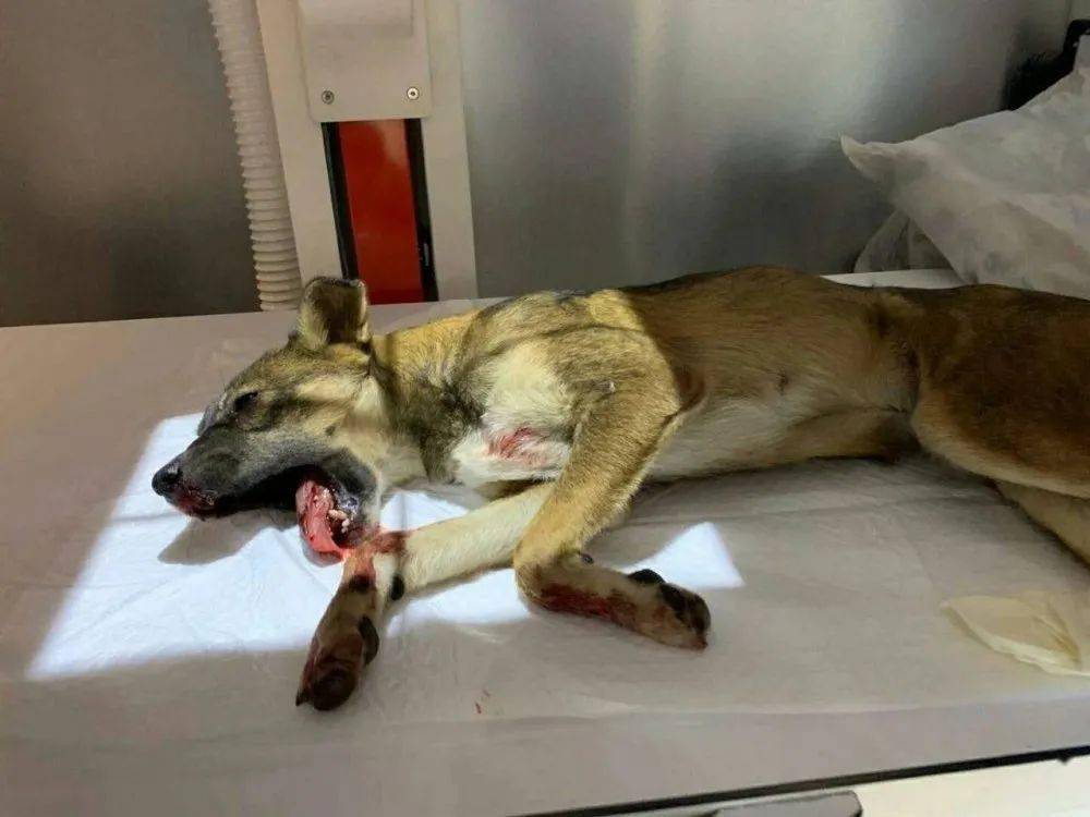 公狗遇车祸倒在血泊中母狗悲嚎摇尾求救10天了还在现场守候后续