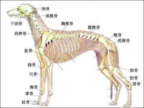 可爱的贵宾犬突然瘫痪