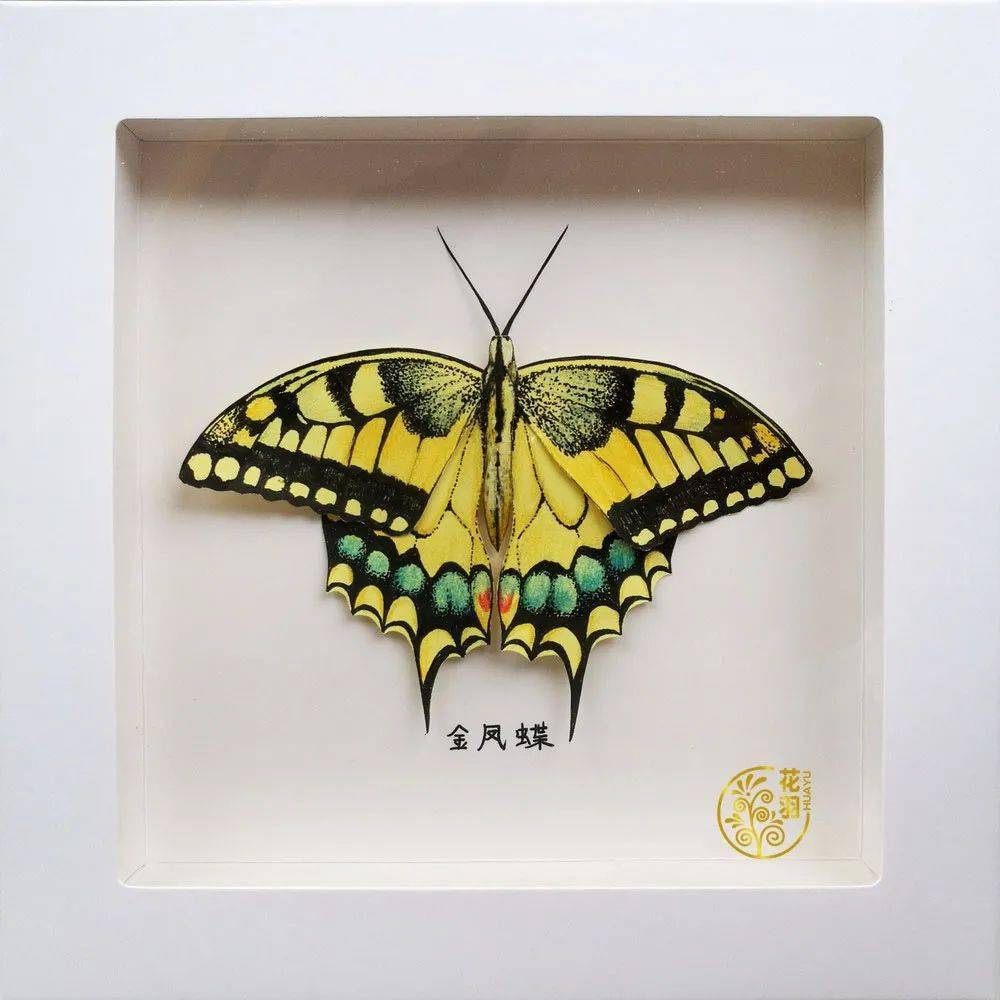 手绘手工制作小礼物仿真蝴蝶标本