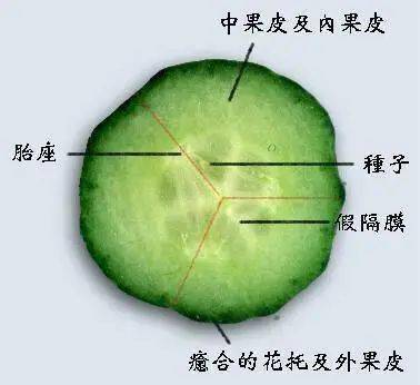 黄瓜果实横切面结构图图片