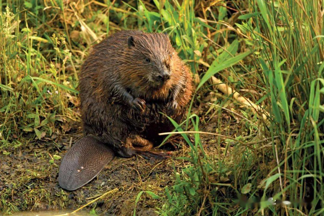 自然界水坝工程师-河狸