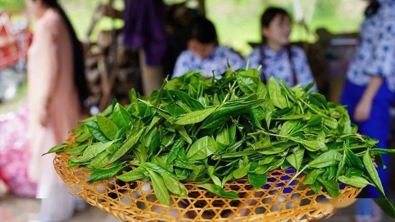 人美|歌美|茶美!听一曲《楼高山茶歌》,品一壶大田美人茶_田媒