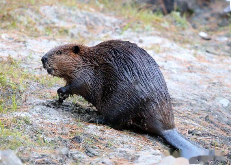 动物门 chordata 纲:哺乳纲 mammalia 目:啮齿目 rodentia 科:河狸科