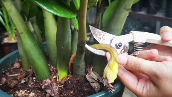 少见我家的金钱树开花了你见过吗