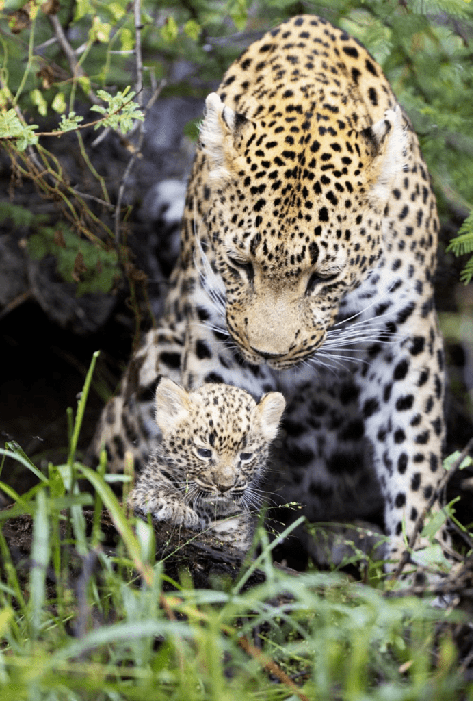 五颜六色: 猎豹母子 | 7600米气球牵引 | 螺旋桨四轮车