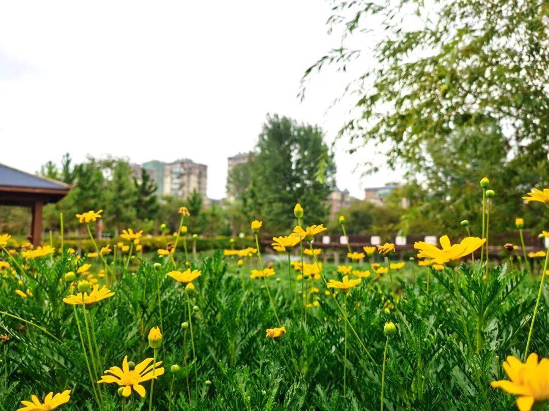 創文讓曲靖經開區這三個公園越來越美麗你最喜歡去哪個