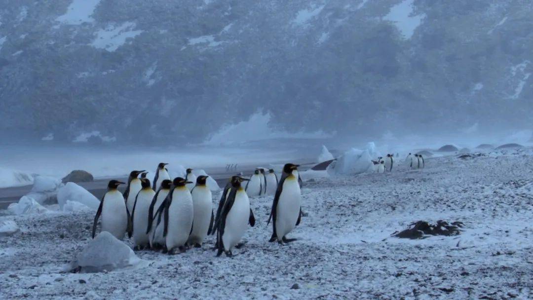 图说纪录片冰冻星球2