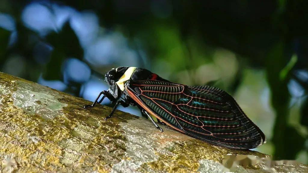 物种图册青襟油蝉公布44期猜动物的答案