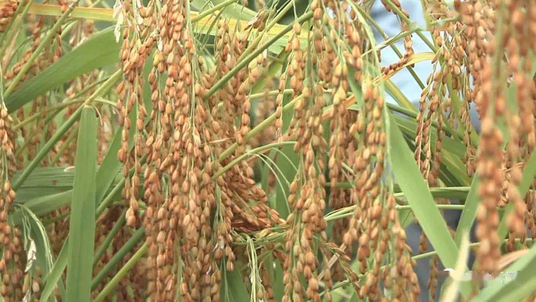 安龙打造优质稻品牌红壳晚稻亩产值超4000元