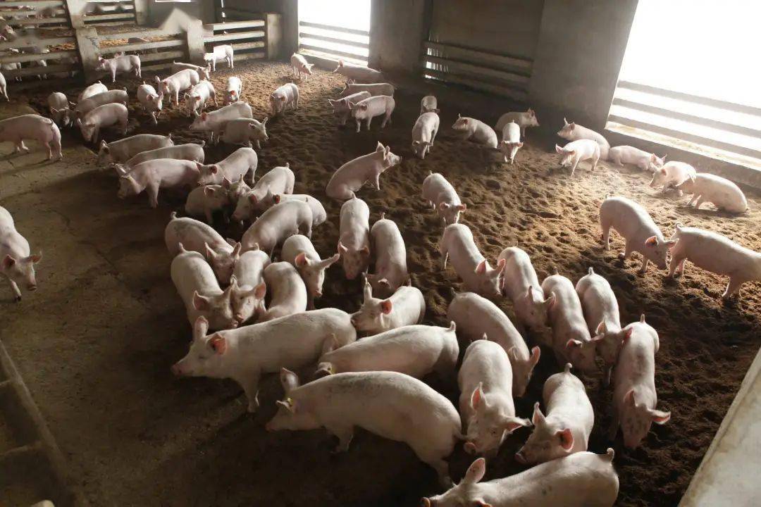 养殖业又出现大事了发现立即严查