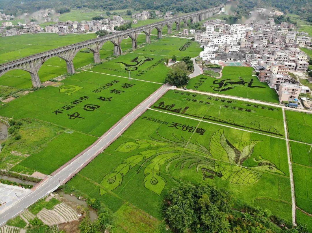 近日,在罗定也出现了!曾引起世界之谜的"麦田怪圈"现象