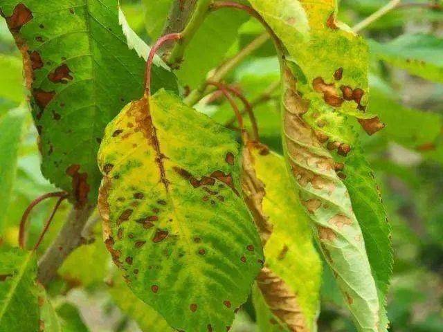 最容易出现药害的农药有哪些你知道吗