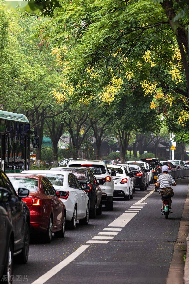 宁波镇街头黄山栾树开花,树上挂满串串灯笼,街头风景美不胜收