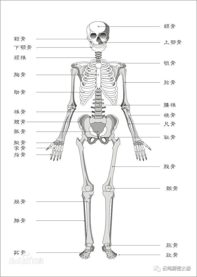 胯骨位置图图片