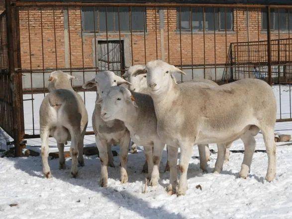 以上为种羊场成年纯种杜泊公羊照以上一张照片为山东某场的杂交2代和3