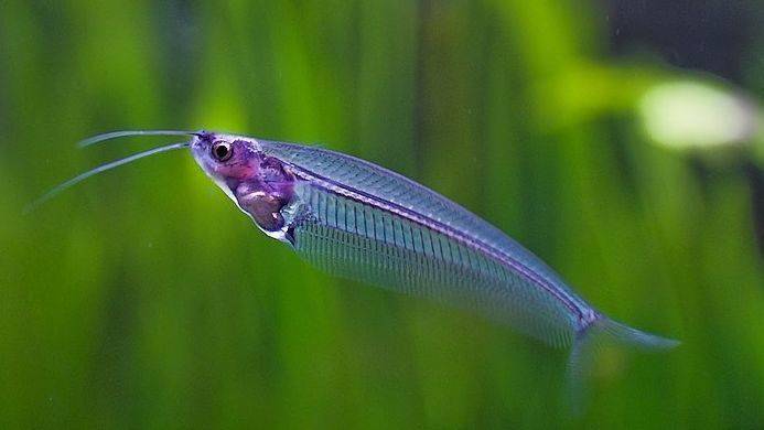 学名:双须缺鳍鲶俗名:玻璃猫鱼孟加拉国沼泽地学名:拉利毛足鲈俗名